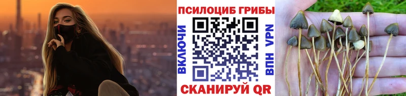 Купить закладки Озёрск Псилоцибиновые грибы Psilocybe